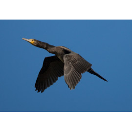 Cormorant in flight