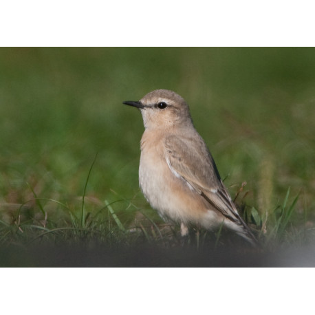 Isabelline Wheatear Lowestoft 1