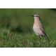 Isabelline Wheatear Lowestoft 2