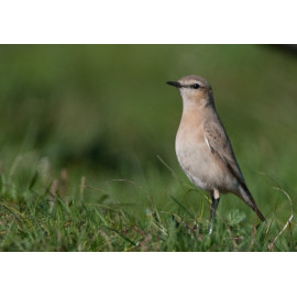 Isabelline Wheatear Lowestoft 2