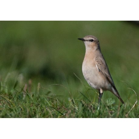 Isabelline Wheatear Lowestoft 2