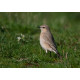 Isabelline Wheatear Lowestoft 3