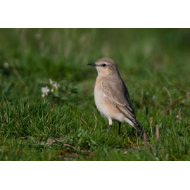 Isabelline Wheatear Lowestoft 3