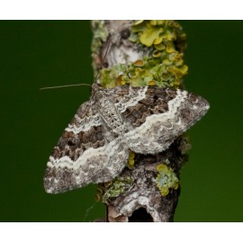 Common Carpet Moth