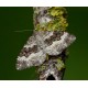 Common Carpet Moth