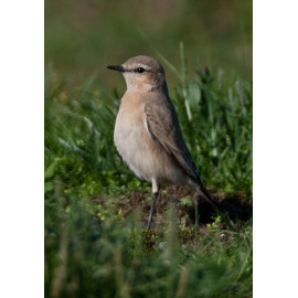 Isabelline Wheatear Lowestoft 4