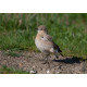 Isabelline Wheatear Lowestoft 5