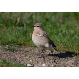 Isabelline Wheatear Lowestoft 5