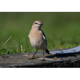 Isabelline Wheatear Lowestoft 6
