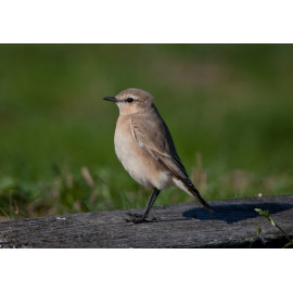 Isabelline Wheatear Lowestoft 7