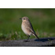 Isabelline Wheatear Lowestoft 7