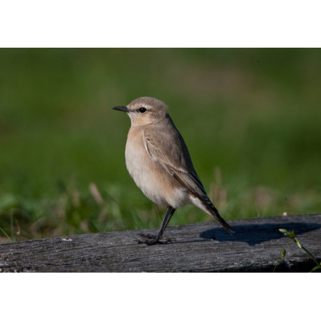 Isabelline Wheatear Lowestoft 7
