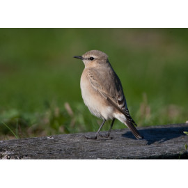 Isabelline Wheatear Lowestoft 8