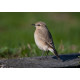 Isabelline Wheatear Lowestoft 8