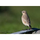 Isabelline Wheatear Lowestoft 10