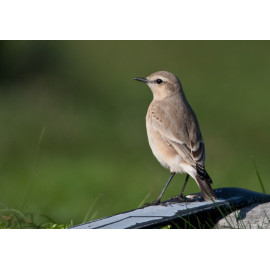 Isabelline Wheatear Lowestoft 10