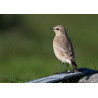 Isabelline Wheatear Lowestoft 10