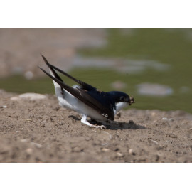 House Martin Nottingham