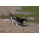 Swallow Nottingham