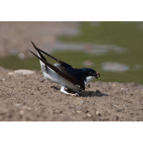 Swallow Nottingham