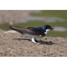 House Martin 1 Nottingham