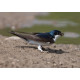 House Martin 1 Nottingham