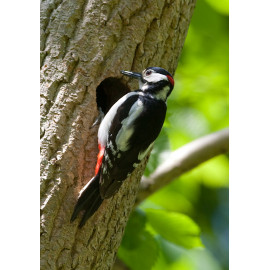 Great Spotted Woodpecker at hole