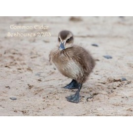 Common Eider Scotland