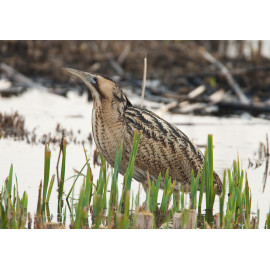 Bittern Minsmere 2010