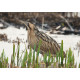 Bittern Minsmere 2010