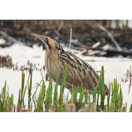 Bittern Minsmere 2010