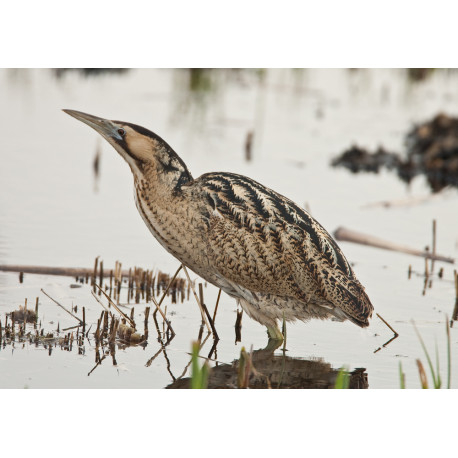 Bittern Minsmere 2010 1