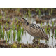 Bittern Minsmere 2010 2