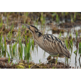 Bittern Minsmere 2010 2