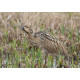 Bittern Minsmere 2010 2