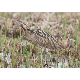 Bittern Minsmere 2010 3