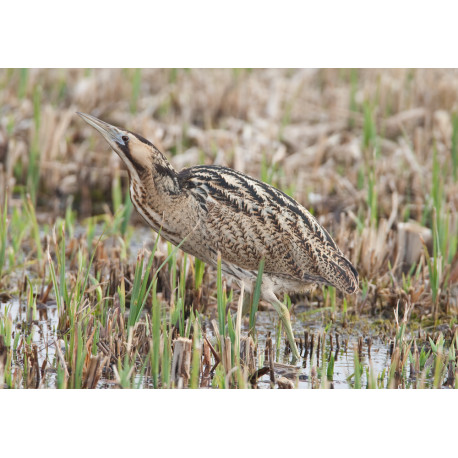 Bittern Minsmere 2010 3