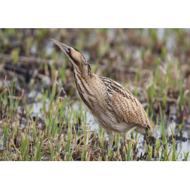 Bittern Minsmere 2010 4