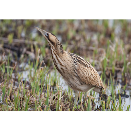 Bittern Minsmere 2010 4