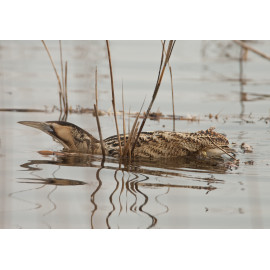 Bittern Minsmere 2010 5