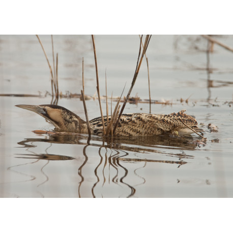 Bittern Minsmere 2010 5
