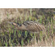 Bittern Minsmere 2010 6