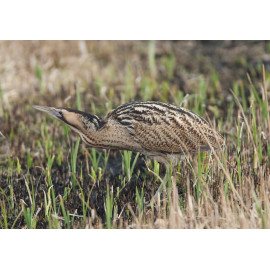 Bittern Minsmere 2010 6