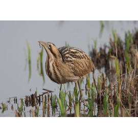 Bittern Minsmere 2010 7