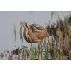 Bittern Minsmere 2010 7