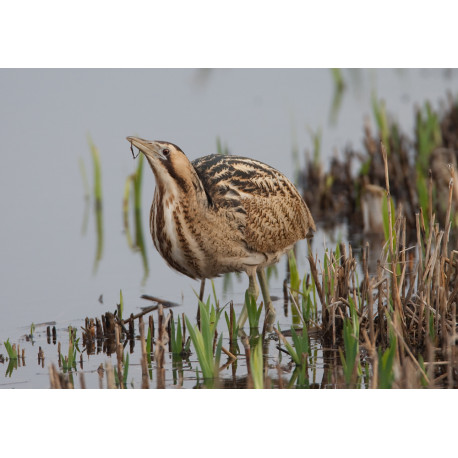 Bittern Minsmere 2010 7