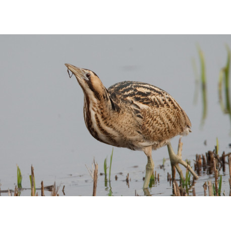 Bittern Minsmere 2010 8
