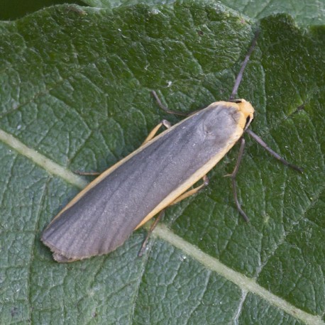 Common Footman Moth