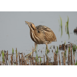 Bittern Minsmere 2010 9