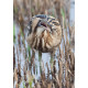 Bittern Minsmere 2010 10
